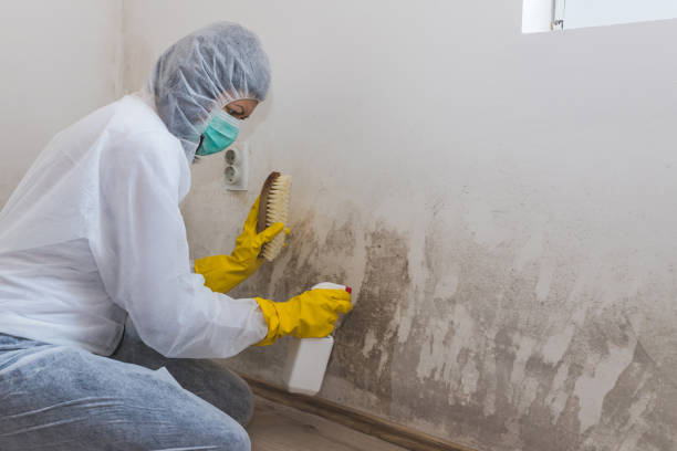 Best Mold Remediation for Healthcare Facilities in Farmersville, CA